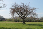 Das Bild zeigt eine Grünfläche mit Baum in Altkalkar