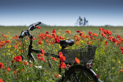 Fahrrad zwischen Mohn- und Rapsblüten Fahrrad in einem Feld mit roten Mohnblüten und gelb blühendem Raps