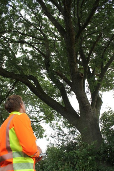 Baumkontrolleur vor einem Baum